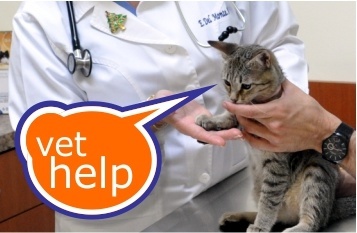 Animal Clinic Help
